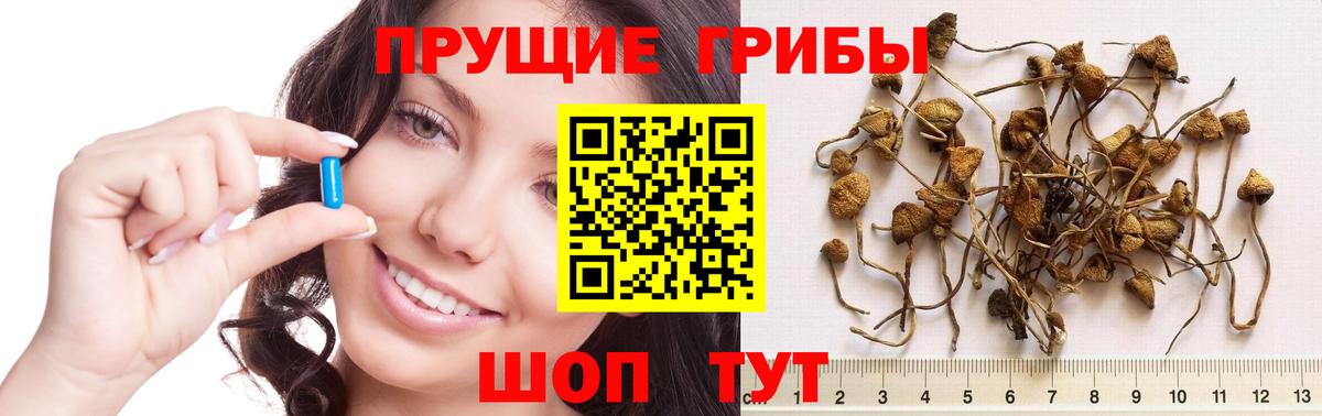 Галлюциногенные грибы GOLDEN TEACHER Всеволожск